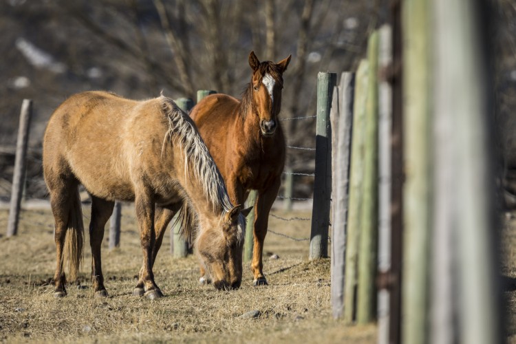 Horses are just one of many types of domesticated animals that live in Tom Miner Basin. Bordering Yellowstone, the area is also home to a range of wild animals.