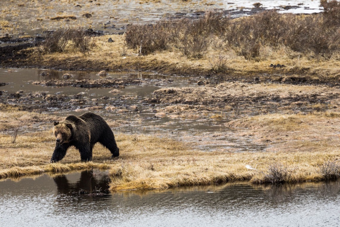 Grizzlies are omnivorous, feasting on everything from nuts, berries and roots to moths, rodents and moose. This grizzly is on its way to an easy snack: the carcass of a bison that drowned over the winter.