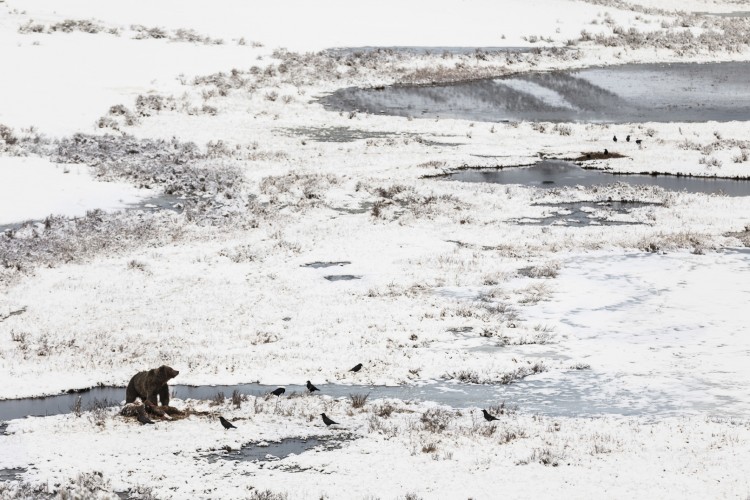 A grizzly bear, freshly awakened from hibernation, consumes a bison that drowned at Blacktail Pond over the winter. Ravens linger nearby, sneaking bites whenever possible.