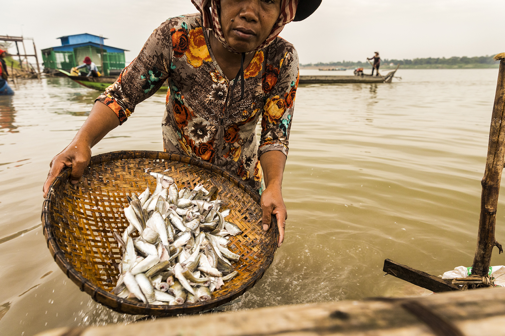 A woman washes scaled fish on the Mekong River in Cambodia, where UW researchers from the College of the Environment, College of Engineering and School of Public Health investigate the influence of environmental changes on the future of food security. (Photo by Mark Stone)