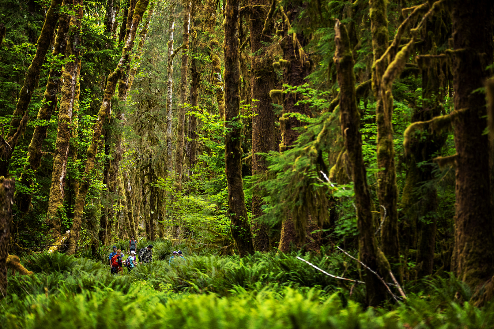 Students collect samples of plants and berries at the UW’s Olympic Natural Resources Center in Forks, WA. The interdisciplinary center brings together researchers, students, professionals and the public to address critical issues affecting forestry and aquatic resources. (Photo by Dennis Wise)