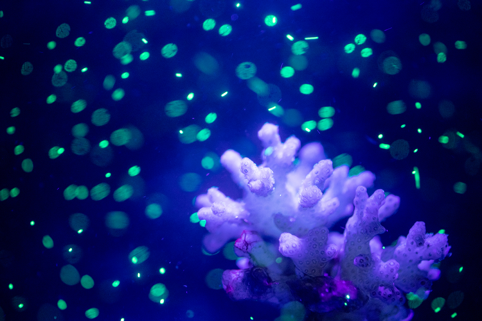 Under a black light, fluorescent green microplastics are seen floating in the water with coral. UW researchers have found that some corals are more likely to eat microplastics while consuming other food; a rise in microplastics could put corals at risk. (Photo by Dennis Wise)