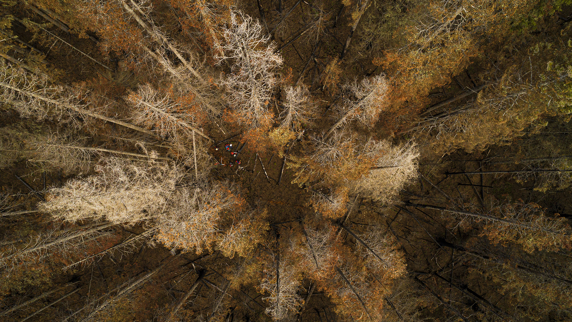 Graduate students in Environmental and Forest Sciences study forest lands near Mt. Rainier destroyed by the 2017 Norse Peak Fire. Their work is led by Assistant Prof. Brian Harvey, whose lab examines how forests are changed by fires and insect outbreaks. (Photo by Mark Stone)