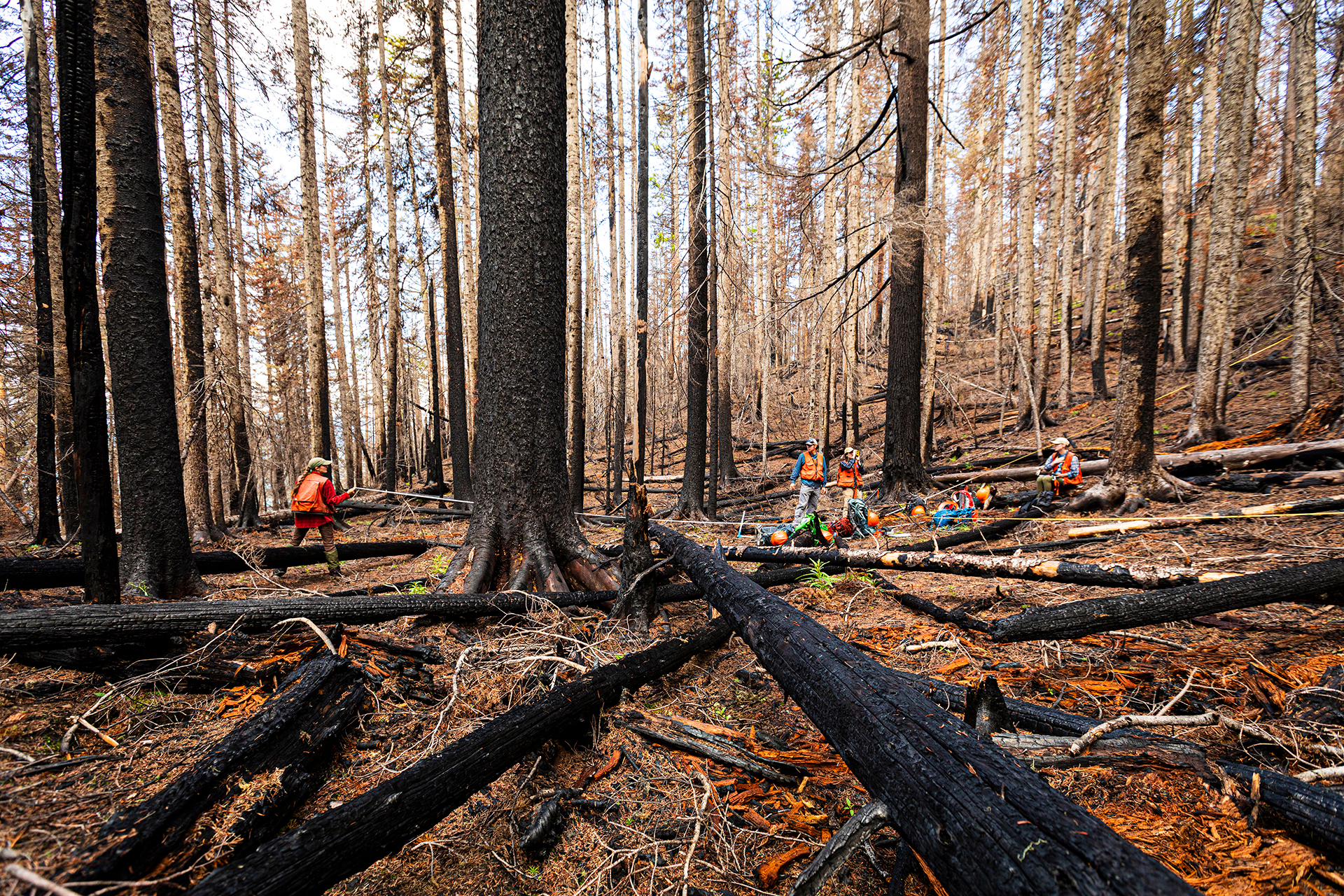 Norse Wildfire with Prof. Harvey Group
