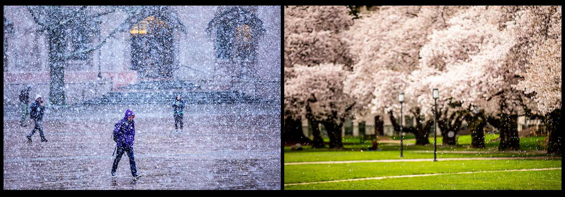 Campus Snow and Cherry blossoms