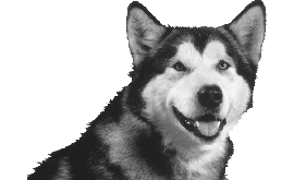 DawgFinal
