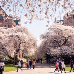 Campus shot w/cherry trees