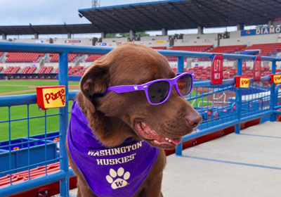 Dog wearing purple sunglasses and Washington Huskies neckscarf