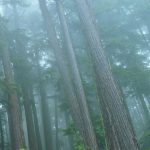 Misty forest