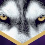Close up of focused husky dog eyes on a field of purple with cheering crowd