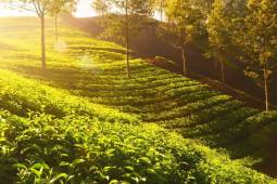 Assam
