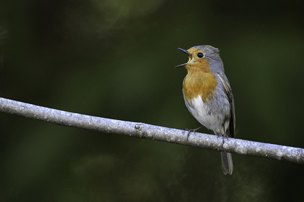 ChirpOMatic: App para identificar pájaros por el sonido de sus cantos