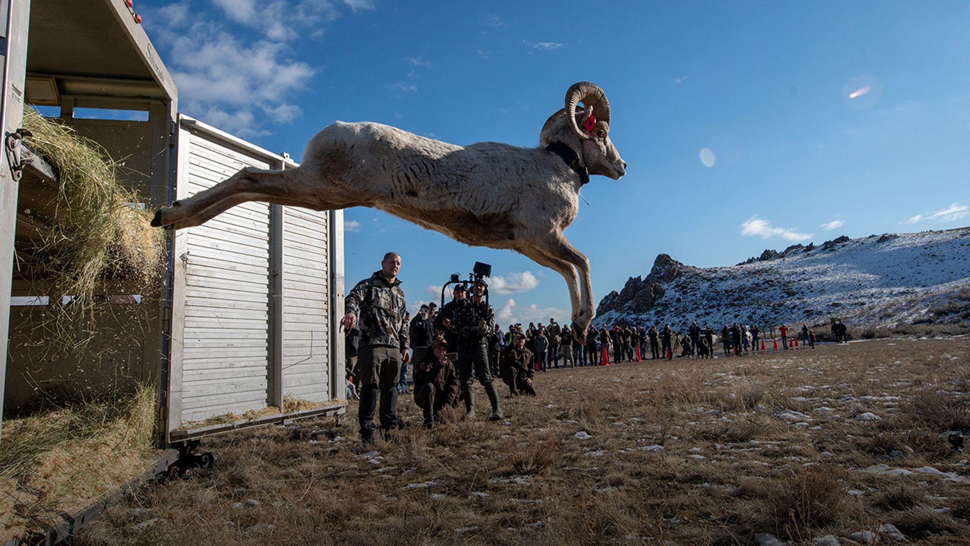 KUIU COMPLETES ROCKY MOUNTAIN BIGHORN SHEEP TRANSPLANT