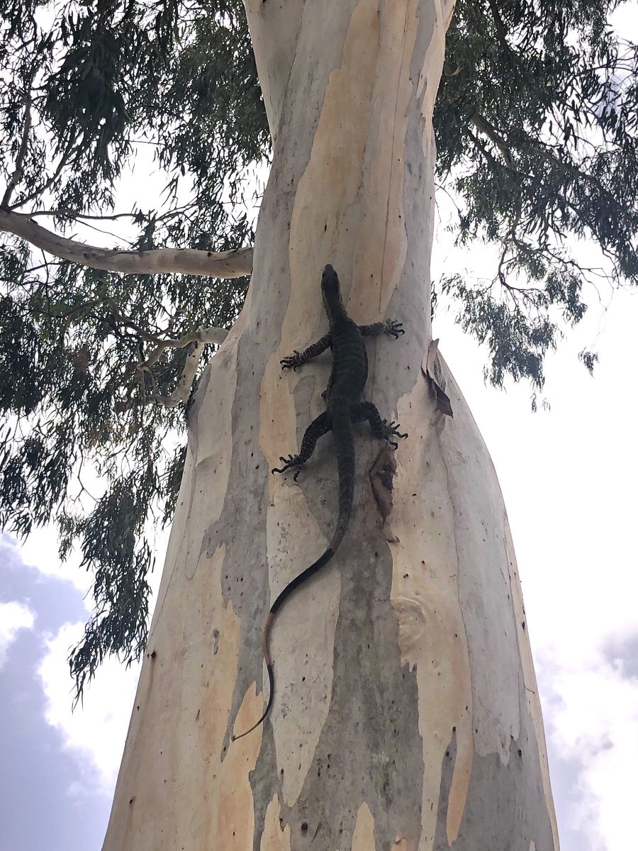 Australian Goanna