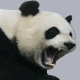 88713_angry panda
