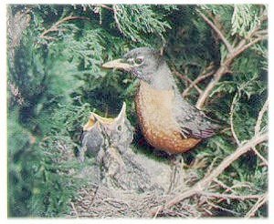 A Picture of The State Bird