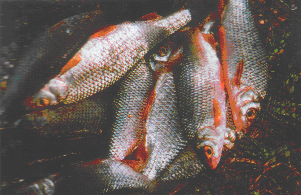 Рыбалка реке сура в пензенской области. Река пшиш рыбалка. Крупный жерех. Щука esox lucius. Рыбалка на мокше в мордовии.