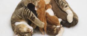 newborn kittens nursing
