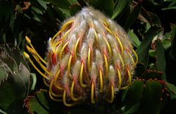 Leucospermum 'Veldfire'