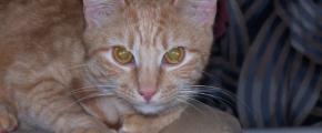 petside digest dog cat news this week