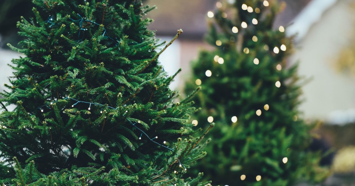 Christmas Tree Recycle Lemay 2022 Pierce County Wa 3 Insider Tips On Where To Get Your Christmas Tree In Pierce County
