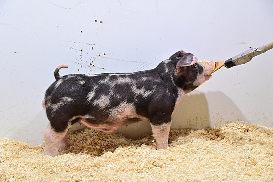 2023 Spring G2 Genetics