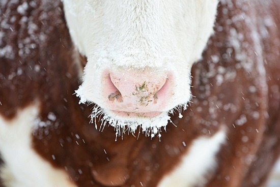 Hereford-Nose in Snow