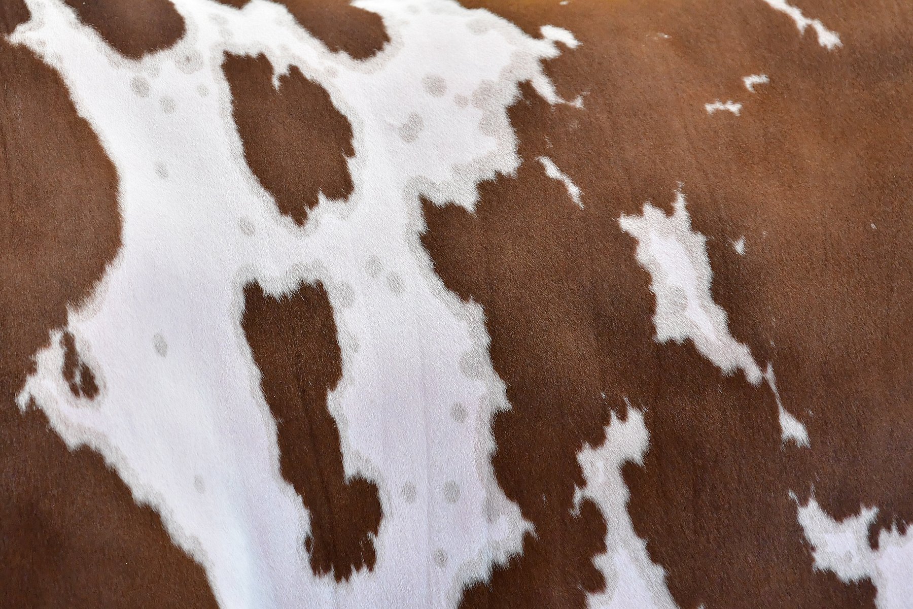 Cowhide-Shorthorn 2