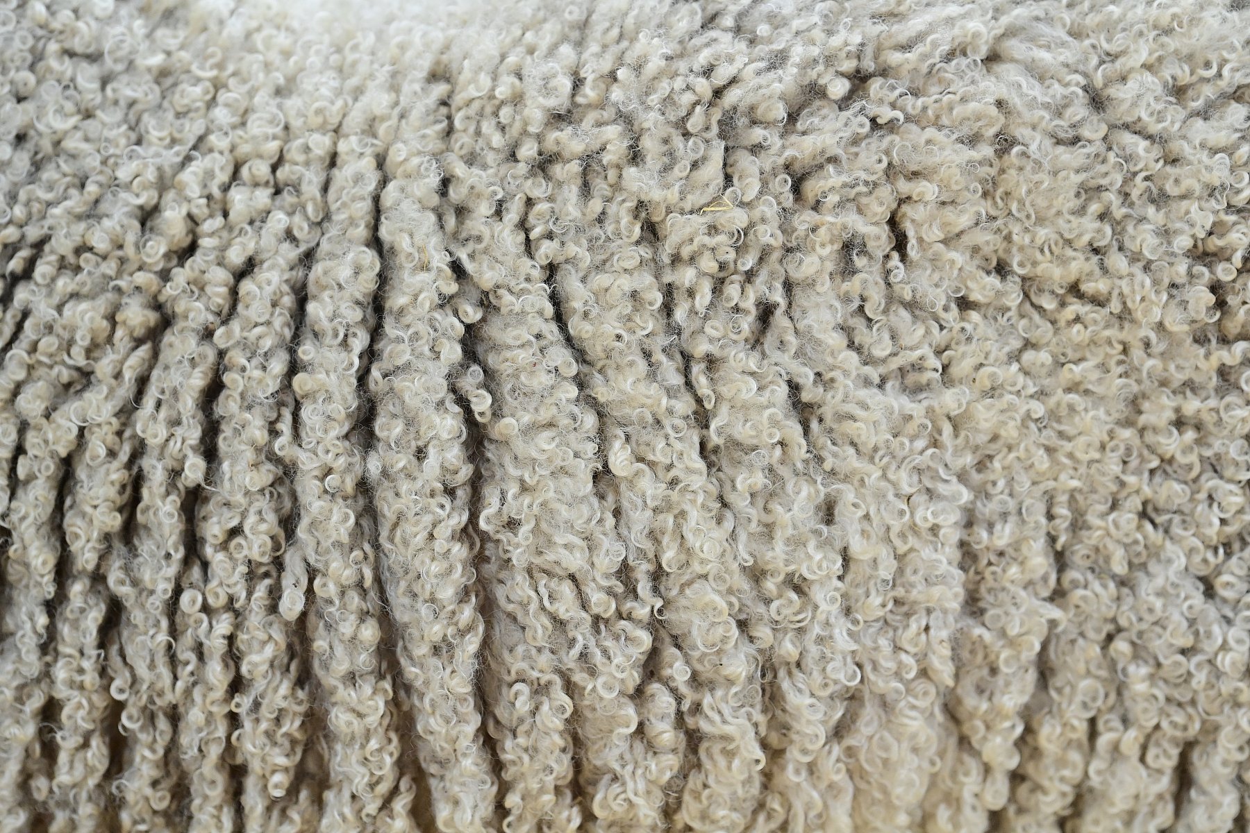 Sheep Wool Hide 1