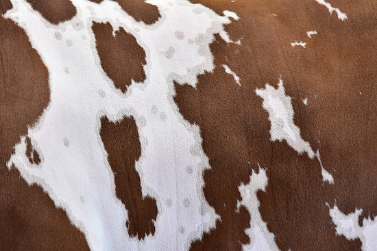 Cowhide-Shorthorn 2