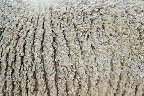 Sheep Wool Hide 1