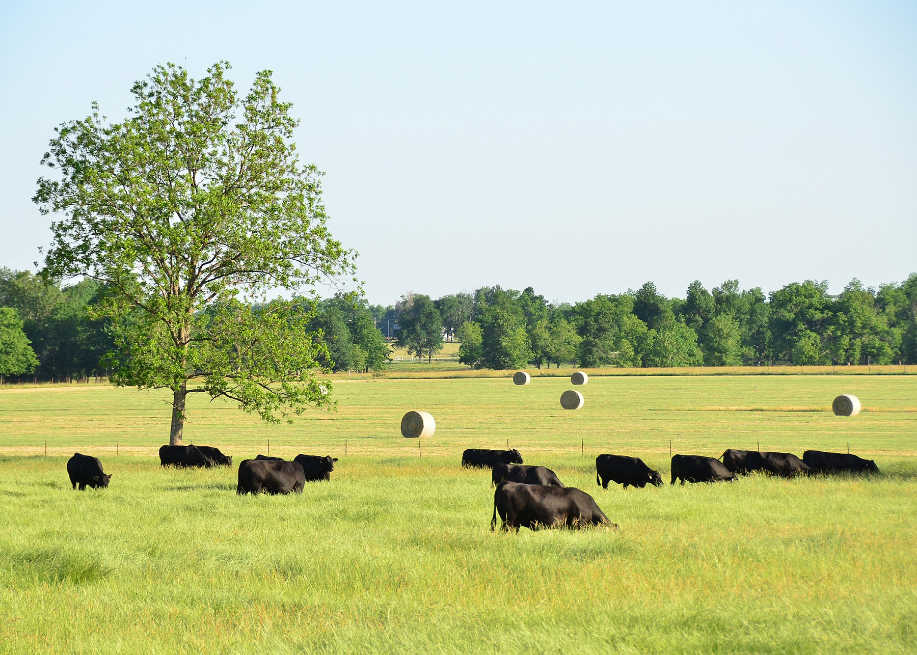 Cattle in a Field #1