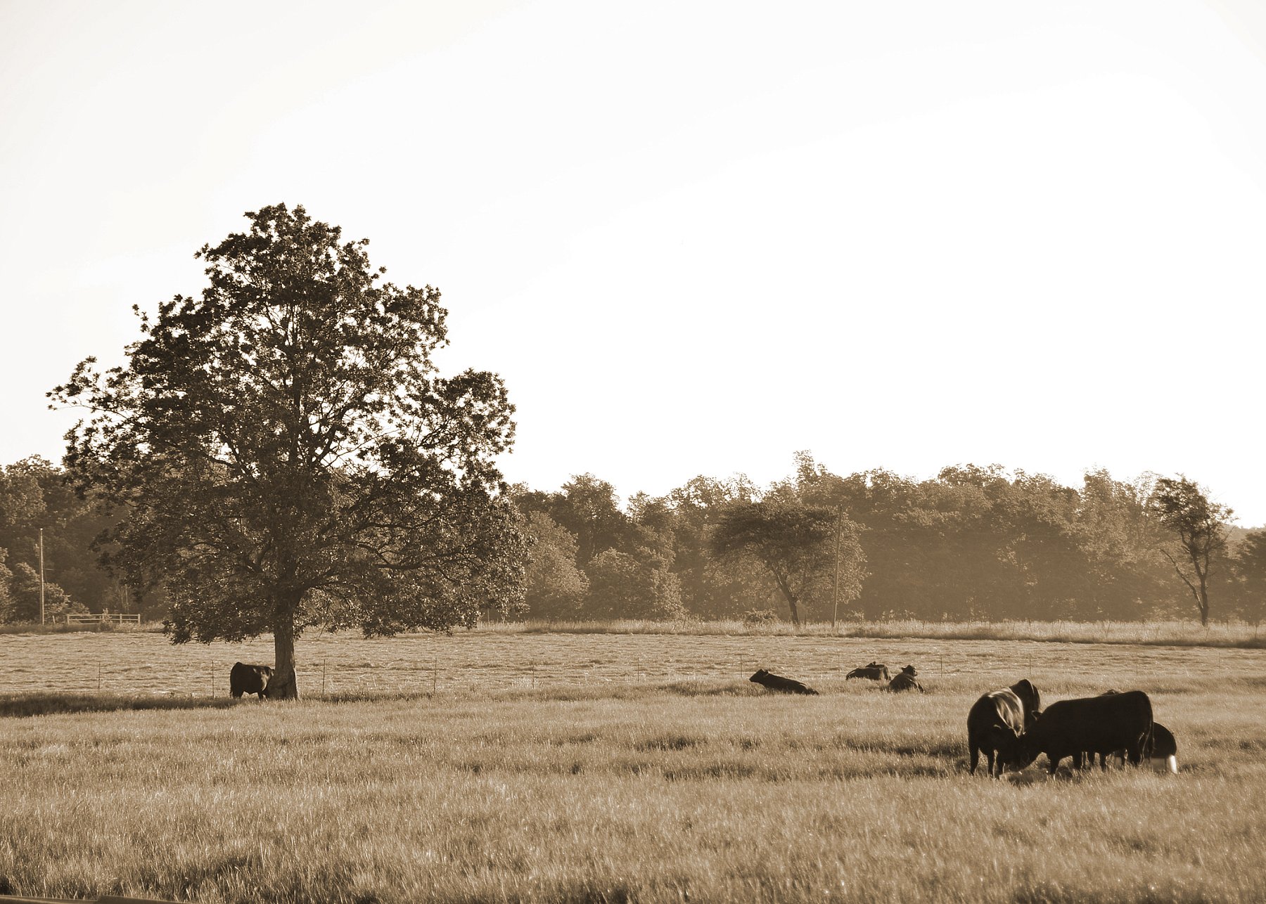Cattle in a Field #3