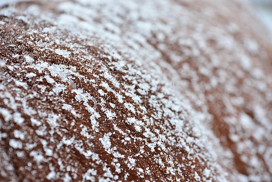 Hereford First Snow