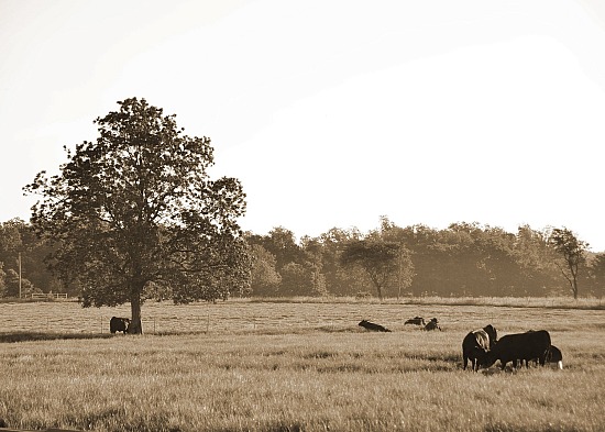 Cattle in a Field #3