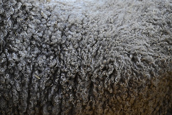 Curly Wool
