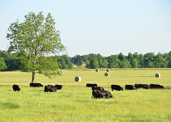 Cattle in a Field #1