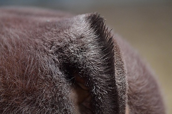 Tail Head-Shorthorn