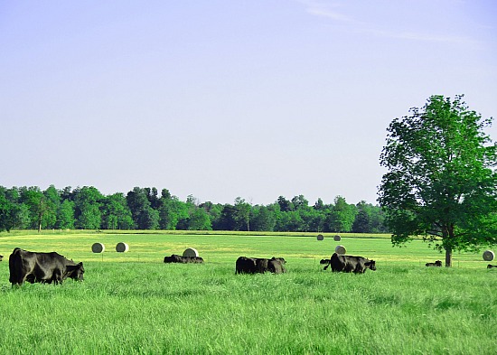 Cattle in a Field #2