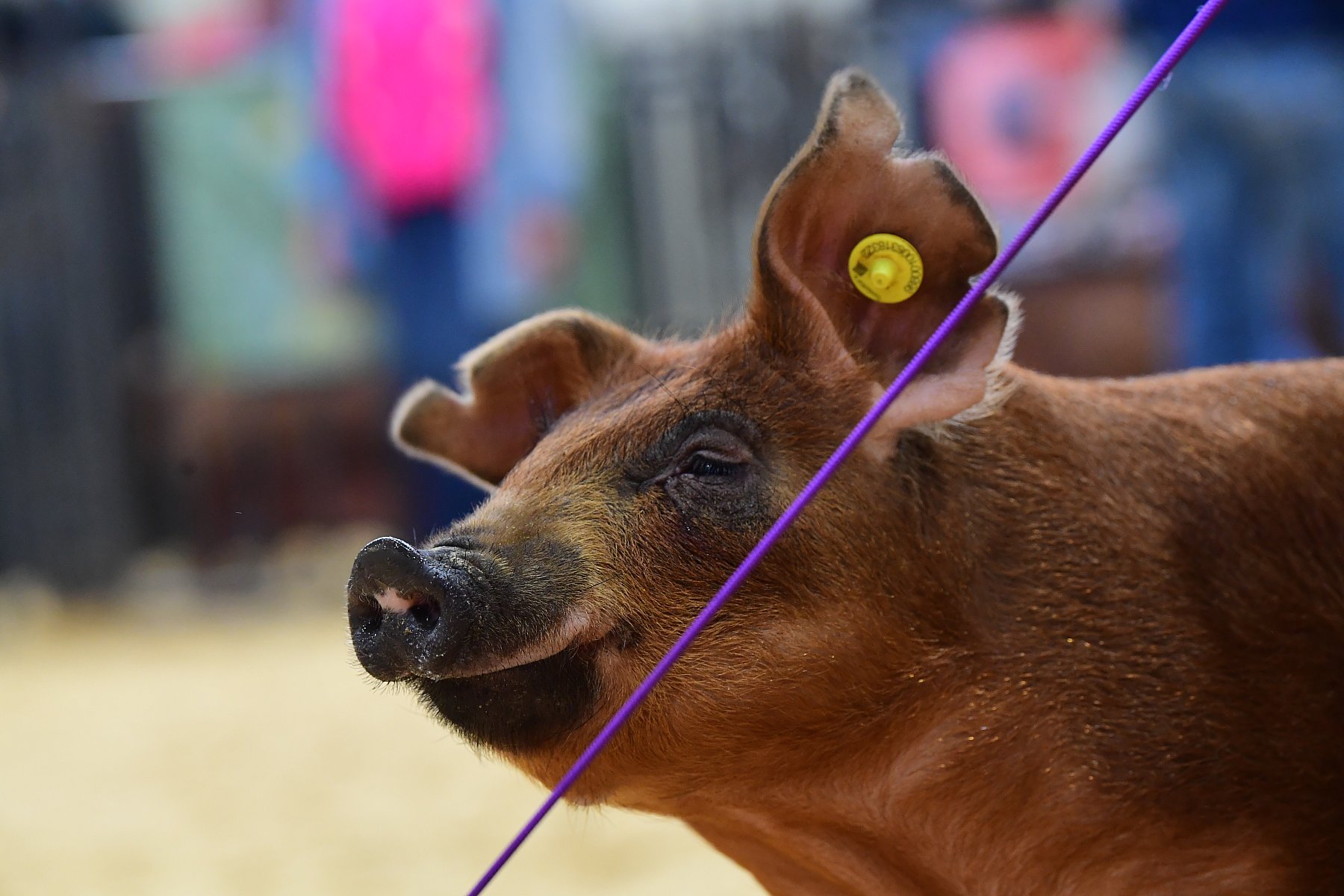 Duroc Head Twist