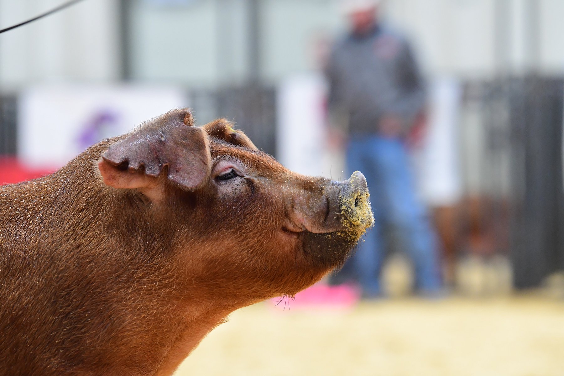 Duroc Head Up