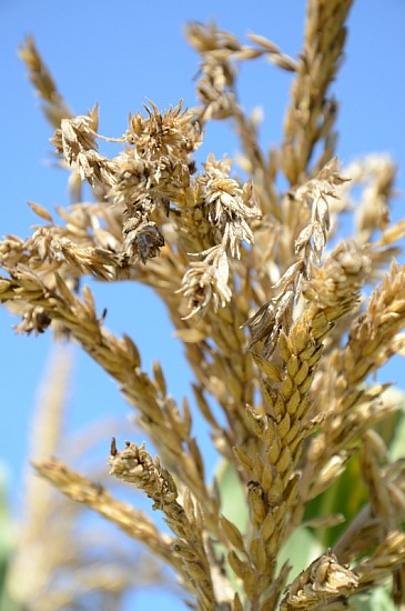 Oats