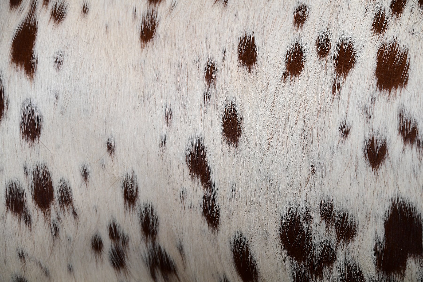 Cow Hide #3