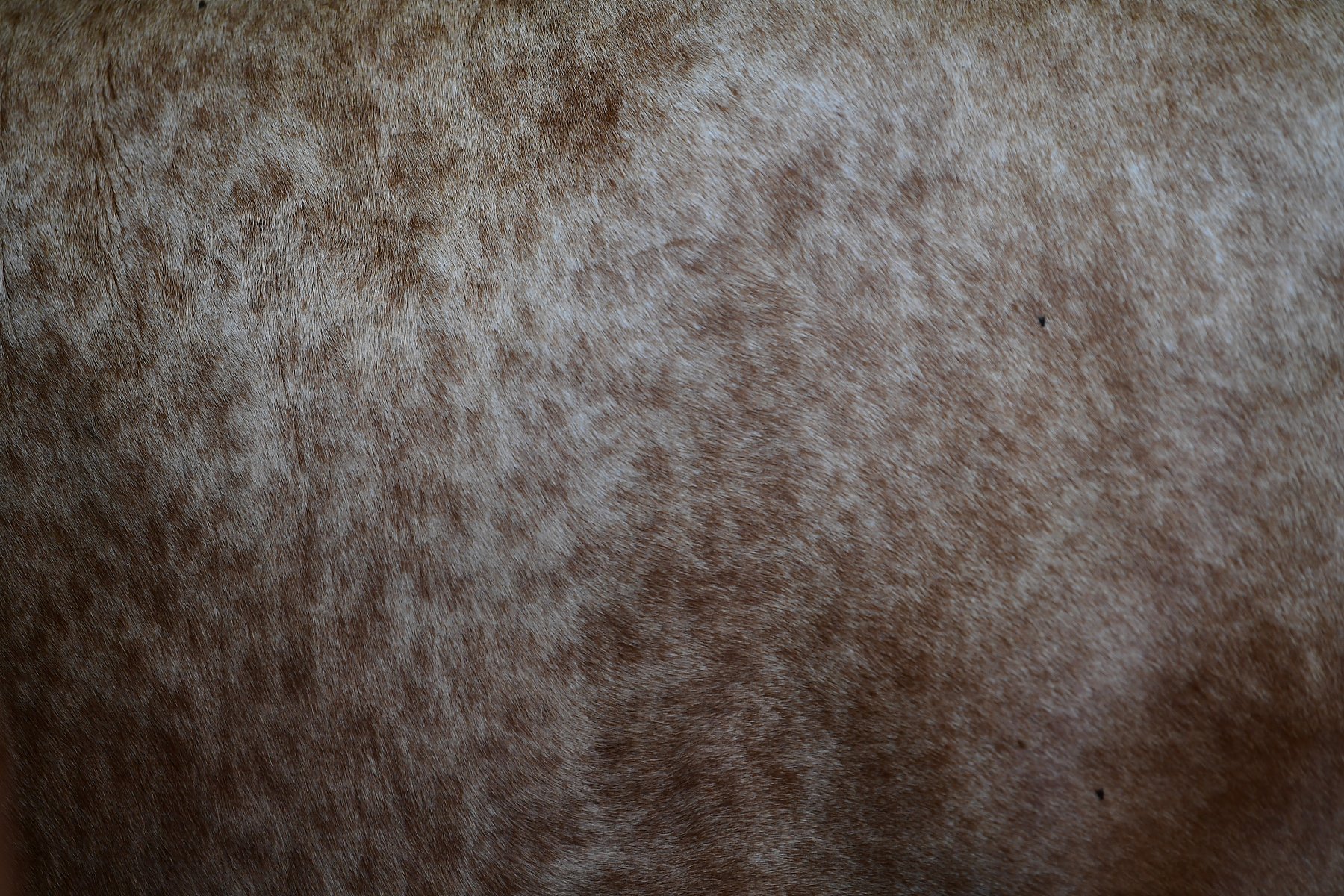 Cowhide #7