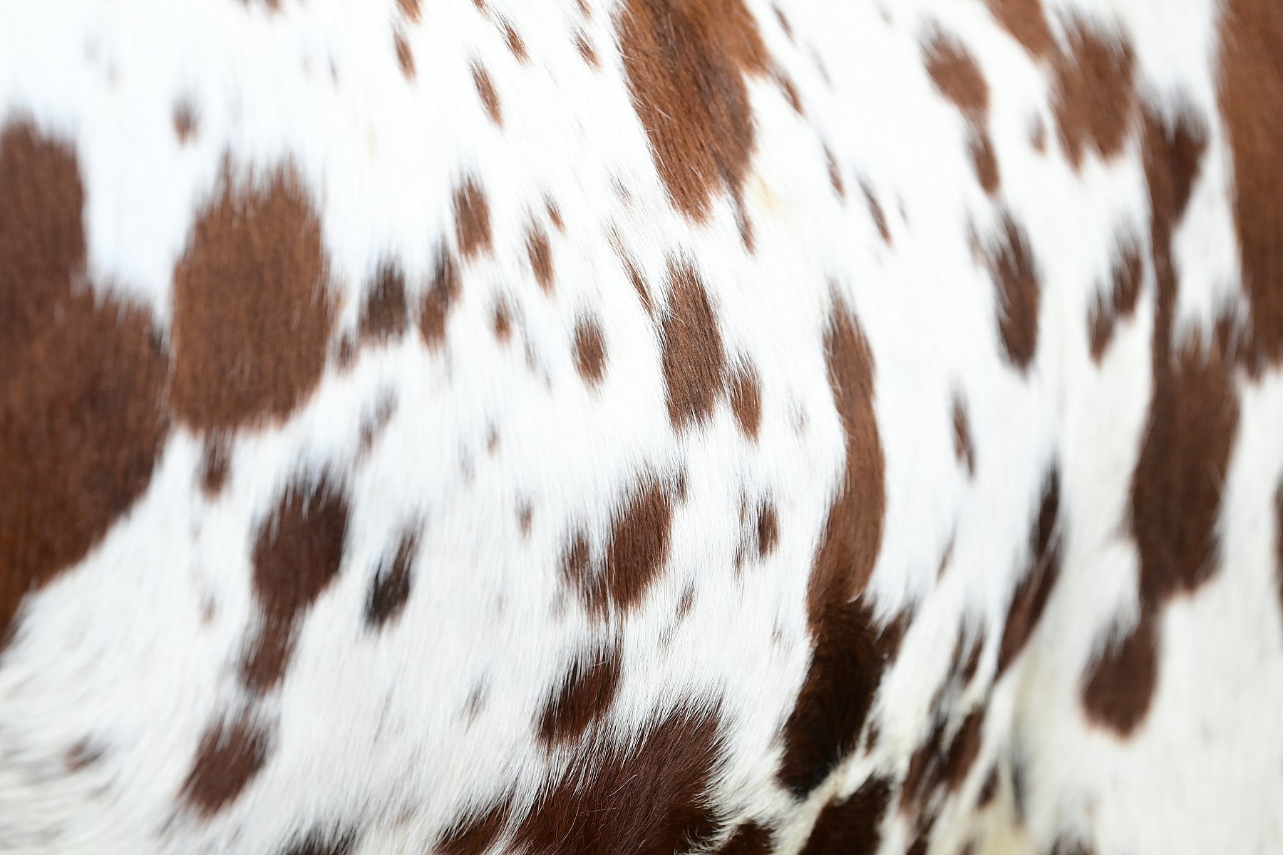 Cow Hide #2