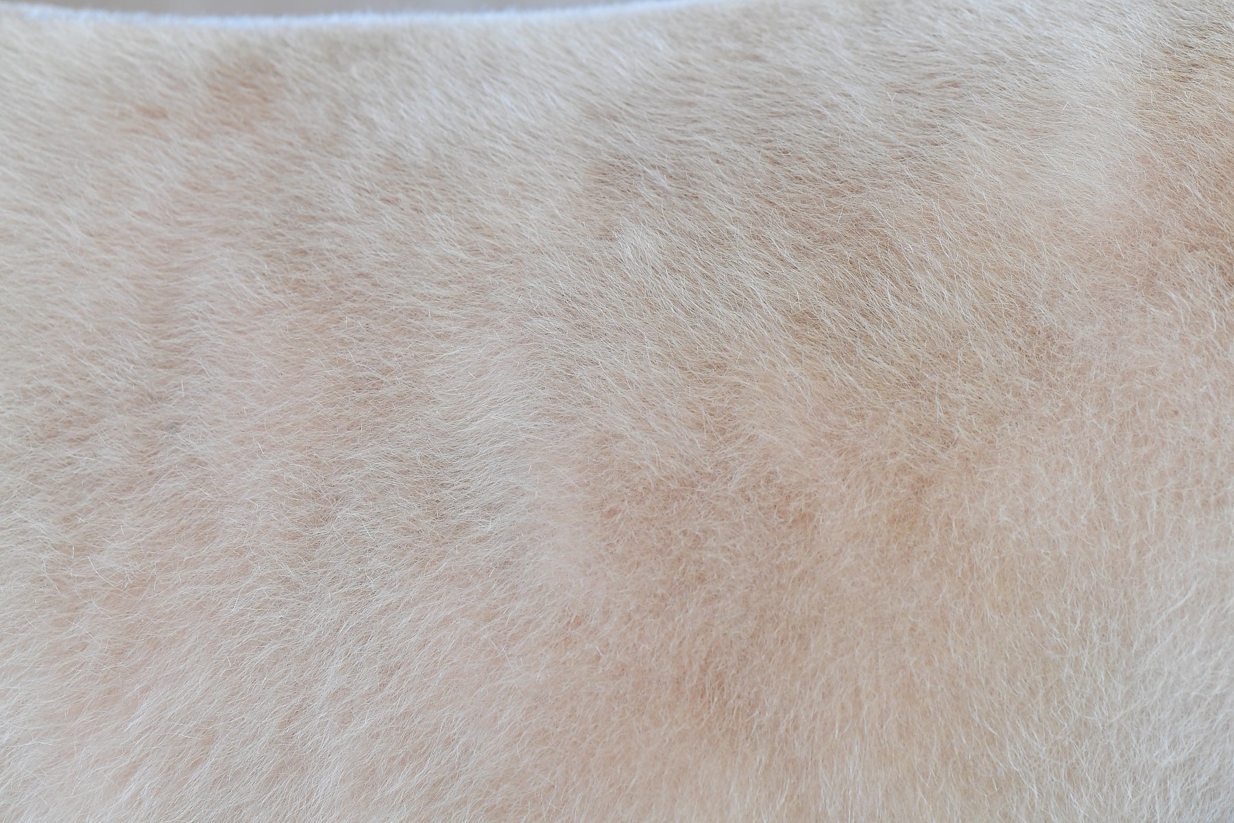 Cow Hide #4