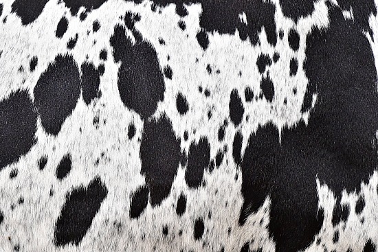 Cow Hide #6