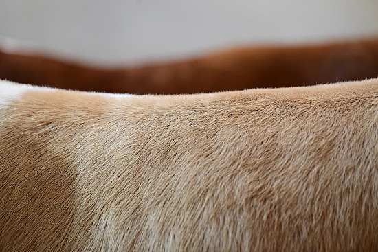 Cowhide #16