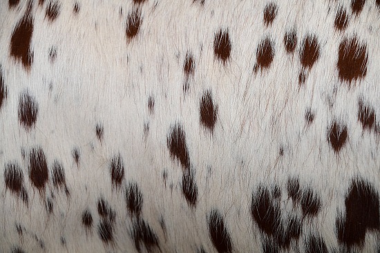 Cow Hide #3