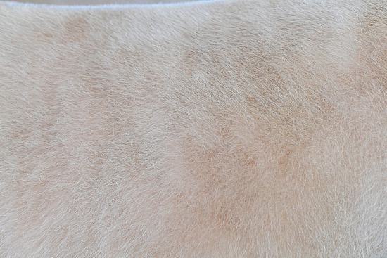 Cow Hide #4